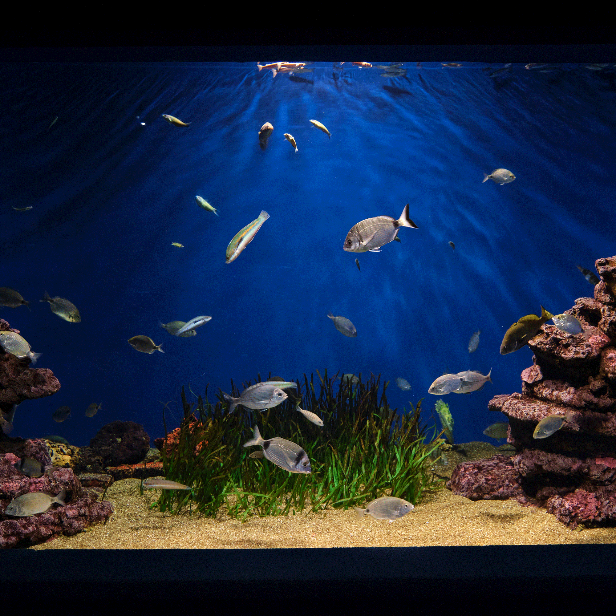 Resin Aquarium| Epoxy Resin| Almas Turkey